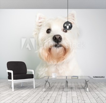 Picture of A West highland white terrier Dog Isolated on White Background in studio